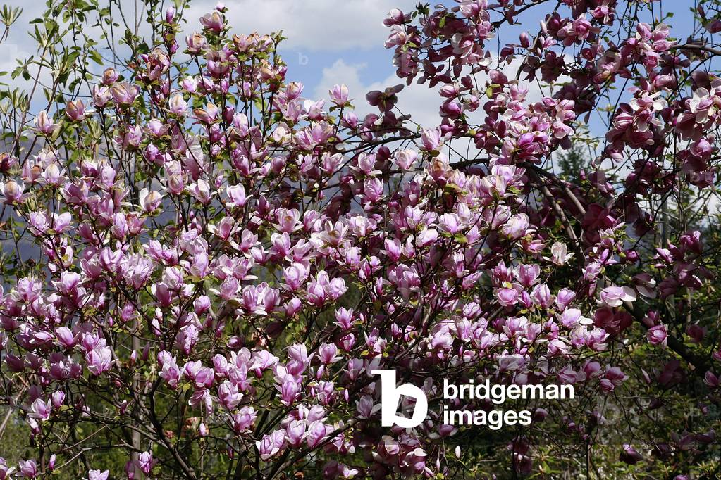 Magnolia x Soulangeana