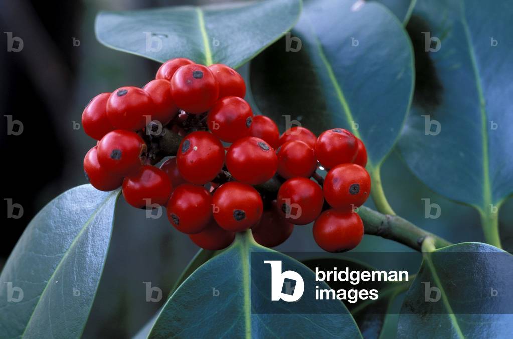 Ilex Aquifolium, Italy