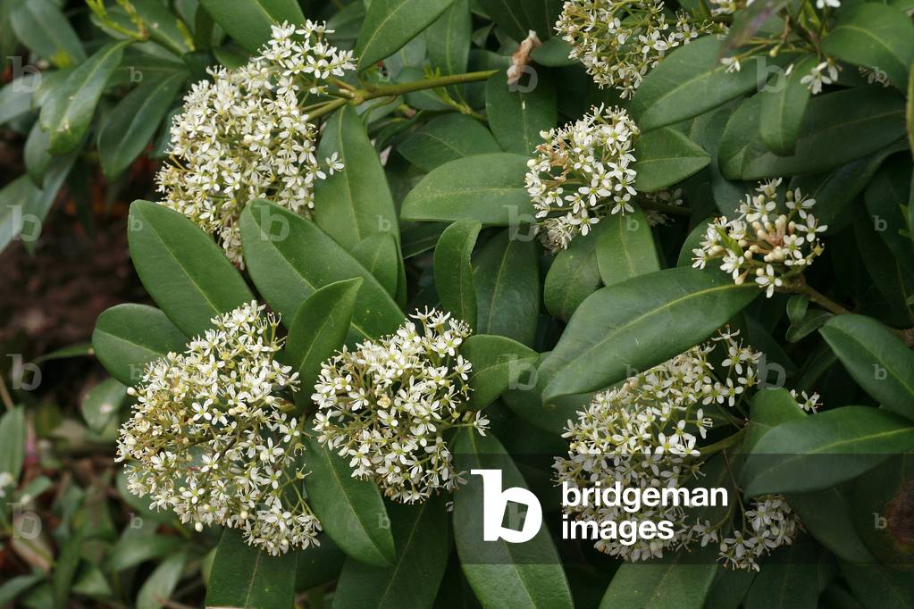 Skimmia japonica, flowers