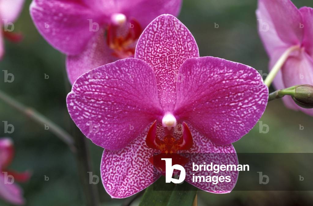 Phalaenopsis “” Orglades Hot Spot x Neon Stripes””