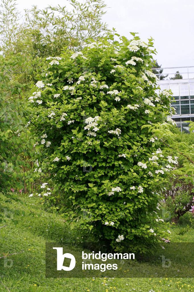 Viburnum trilobum