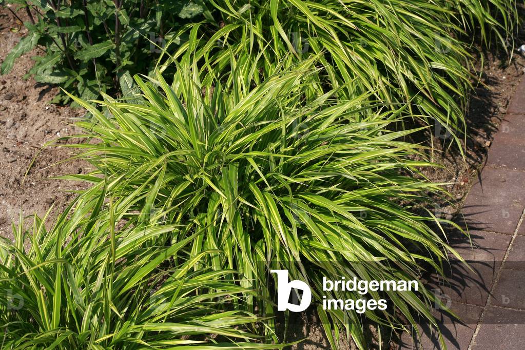 Hakonechloa macra Aureola