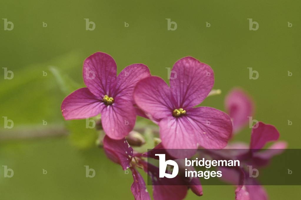 Lunaria Annua, Italy
