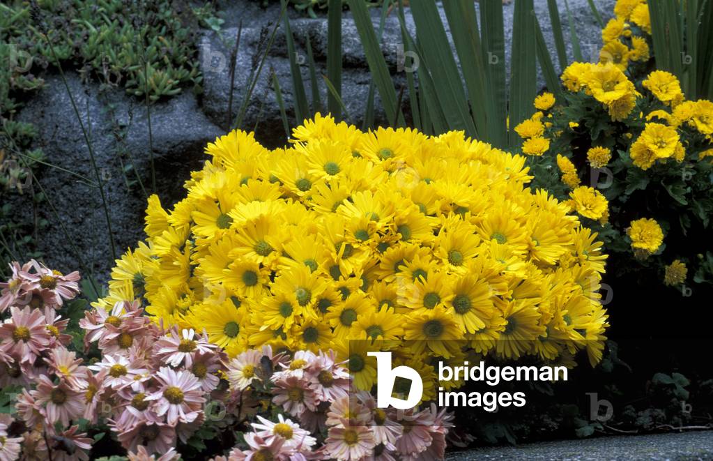Chrysanthemum “Golden Chalice”
