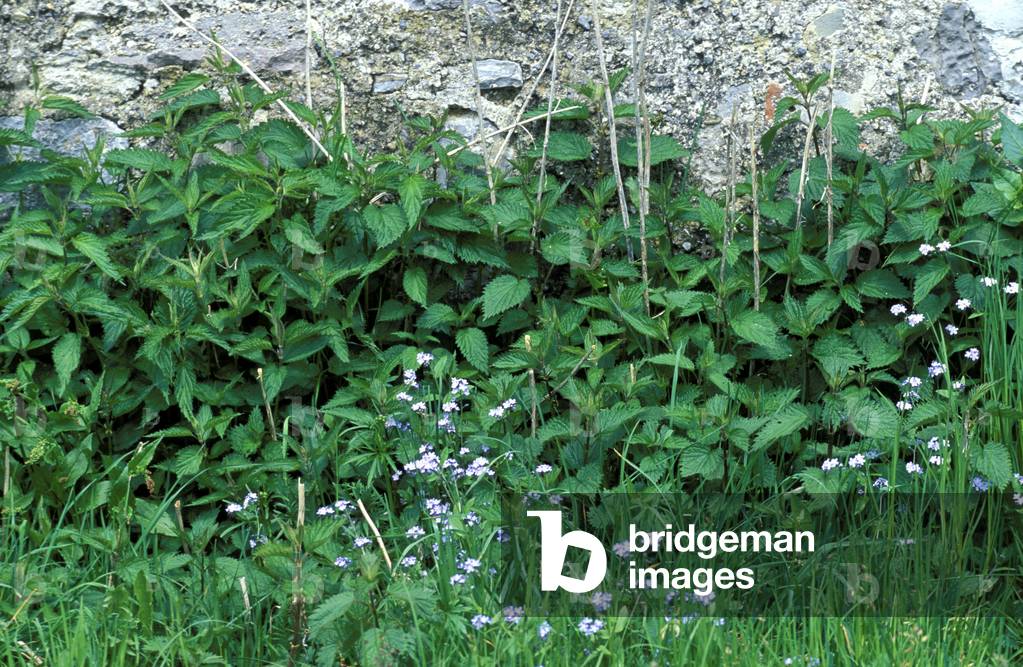 Urtica Dioica, Italy