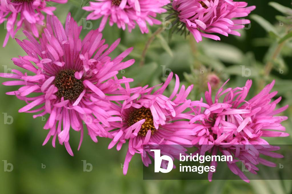 Aster novae-angliae “” Quinton Menzies””, New England aster