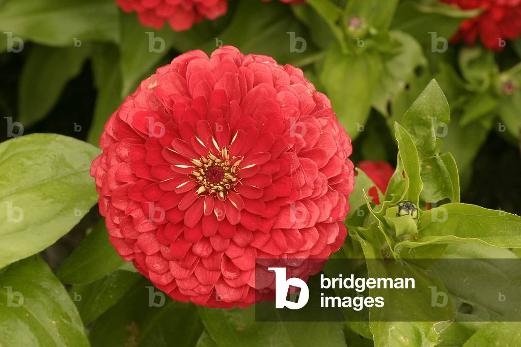 Zinnia elegans “Dreamland Scarlet”