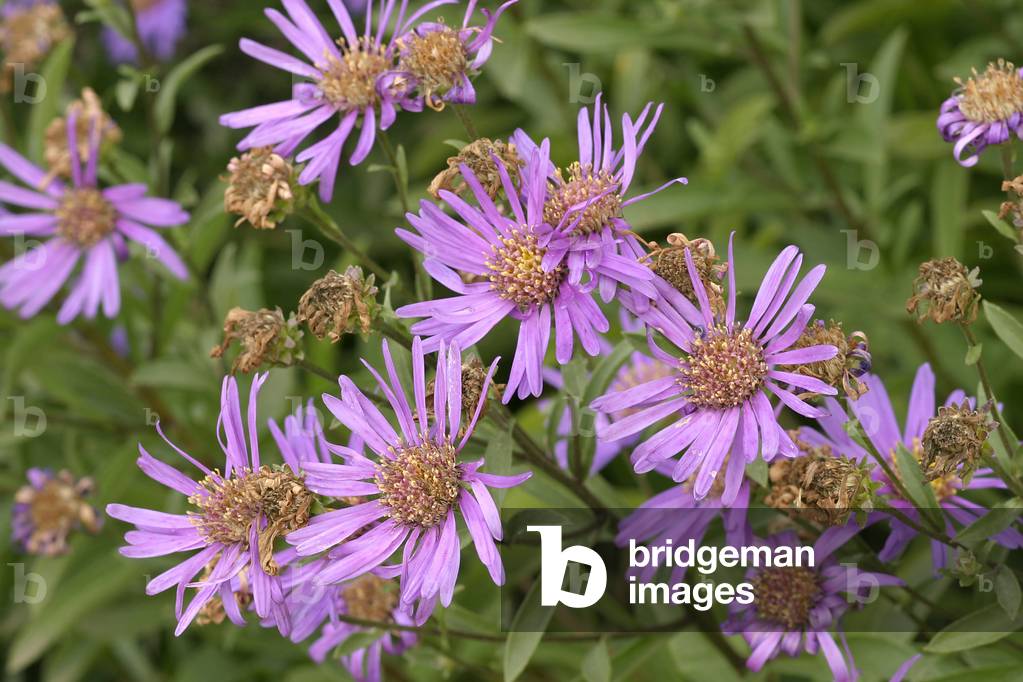 Aster x frikartii “” Eiger””