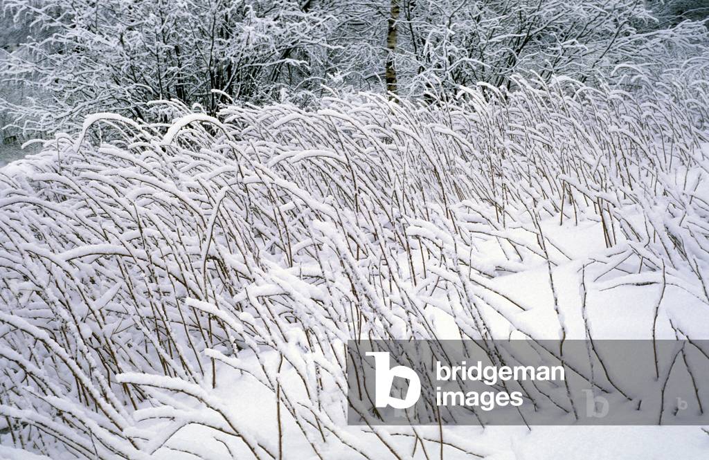 Snow on dry shrubs, Italy