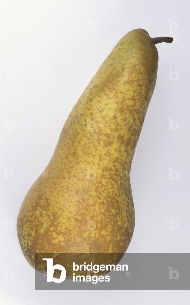 Pear “” Abate””, Italy