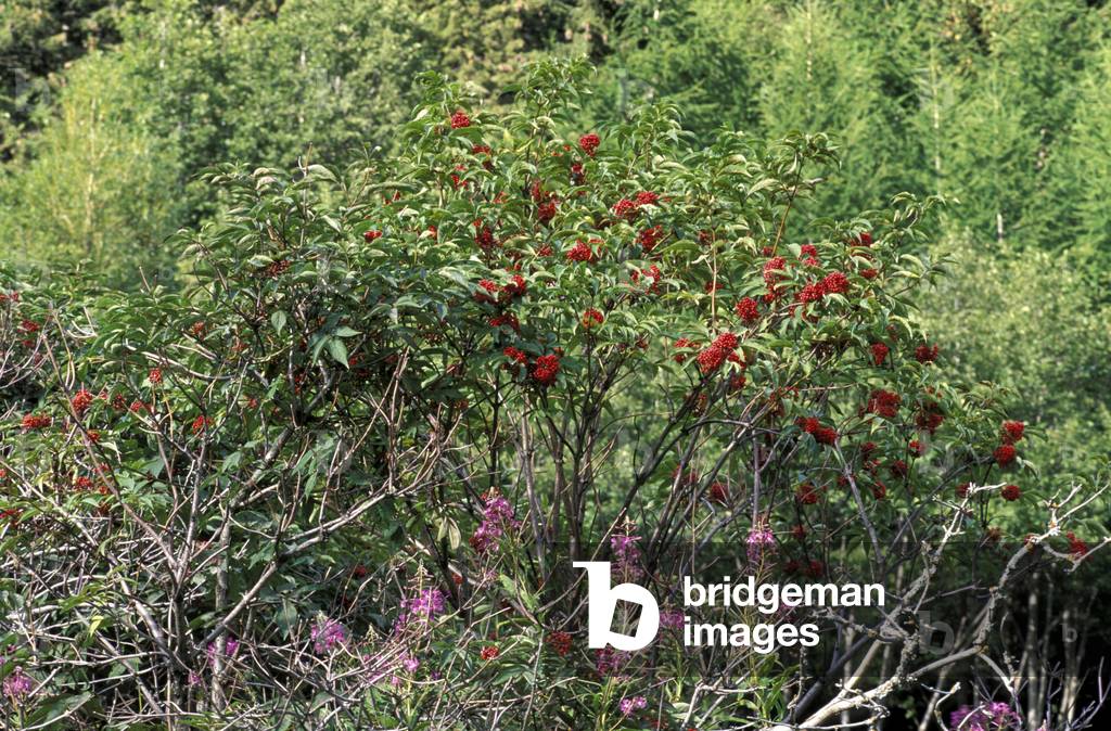 Red elder, Italy