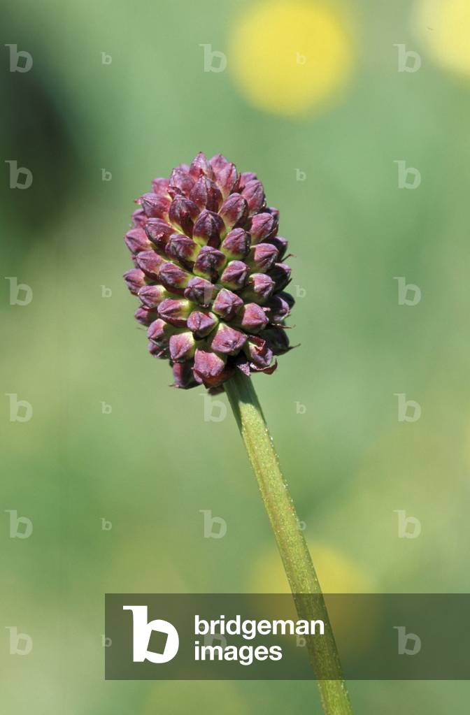 Sanguisorba Officinalis, North Italy, Italy