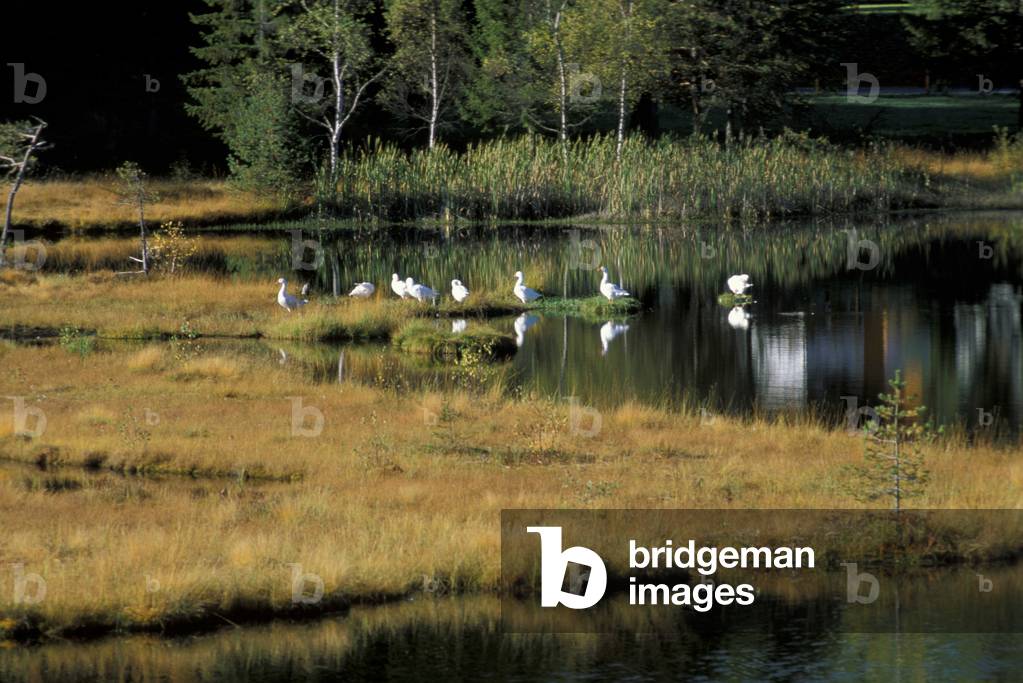Marsh with gooses, Pian Gembro natural reserve, Tirano, Lombardy, Italy