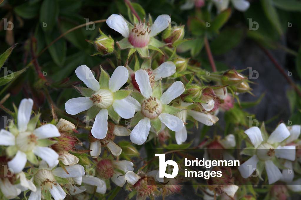 Potentilla caulescens
