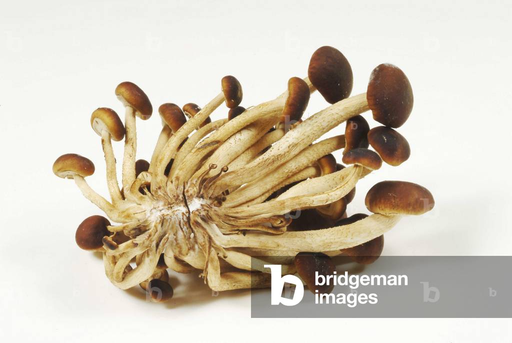 Funghi Chodini, Italia