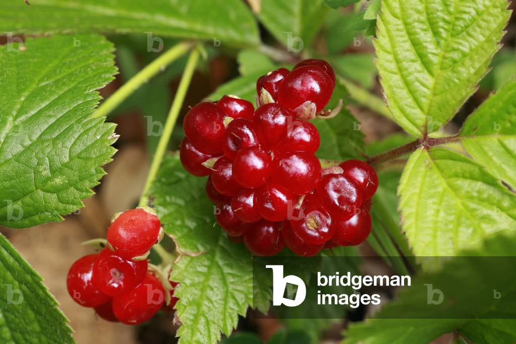 Rubus saxatilis