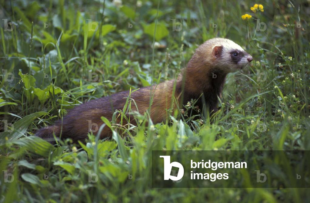 Polecat, Italy