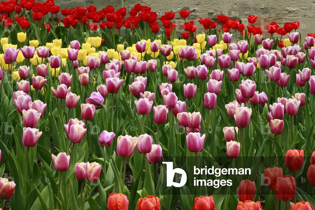 Triumph tulips “” African Queen””
