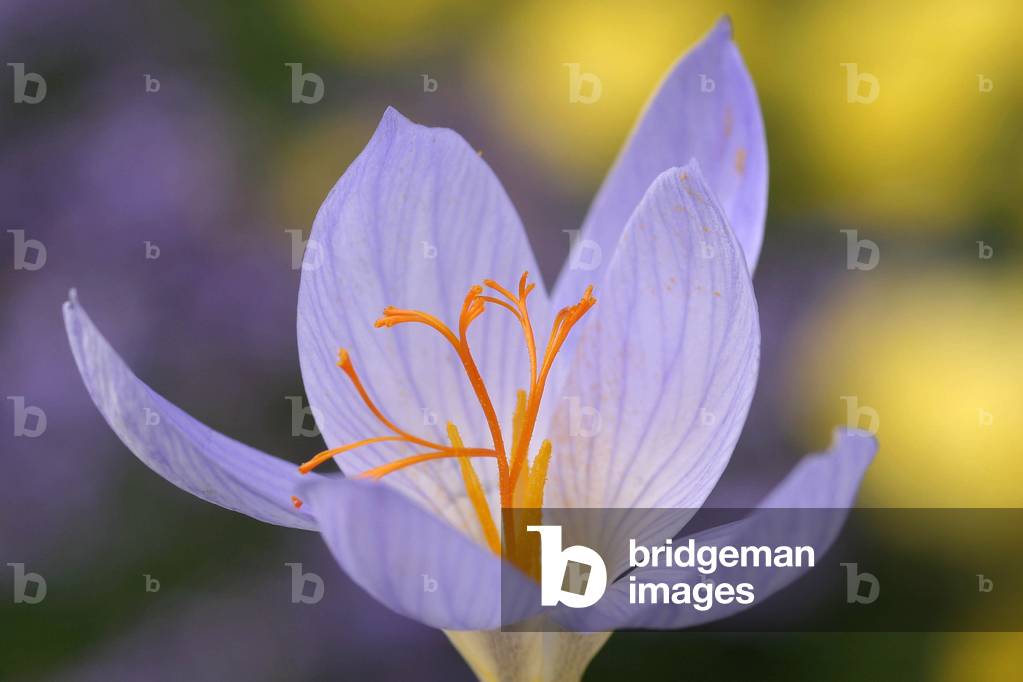 Crocus