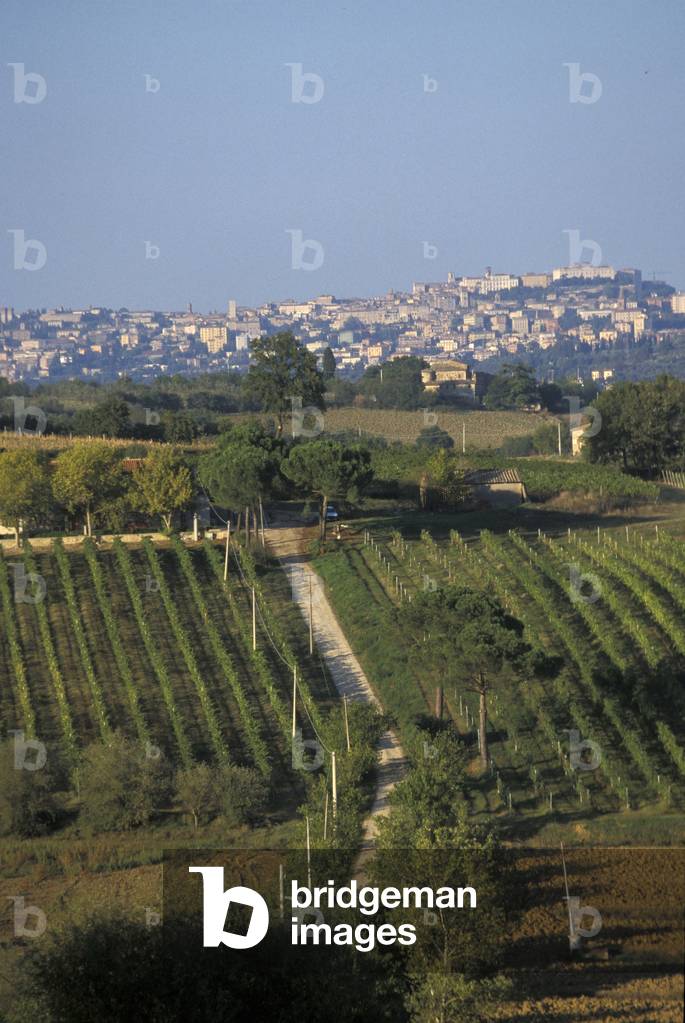 Vineyard, Solomeo, Umbria, Italy