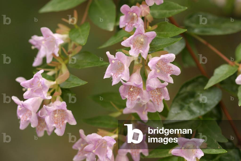 Abelia Chinenensis