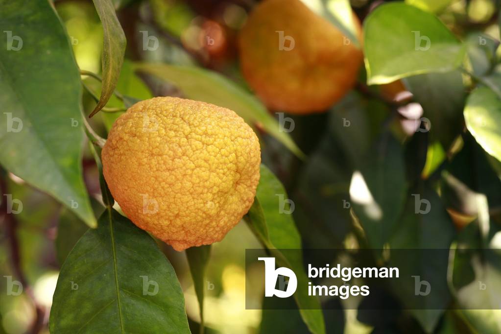 Citrus aurantium