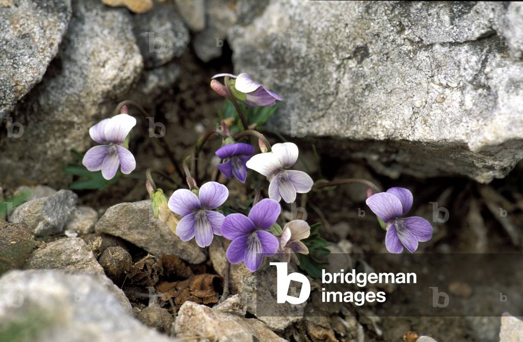 Viola Pinnata, Alpi mountains, Italy