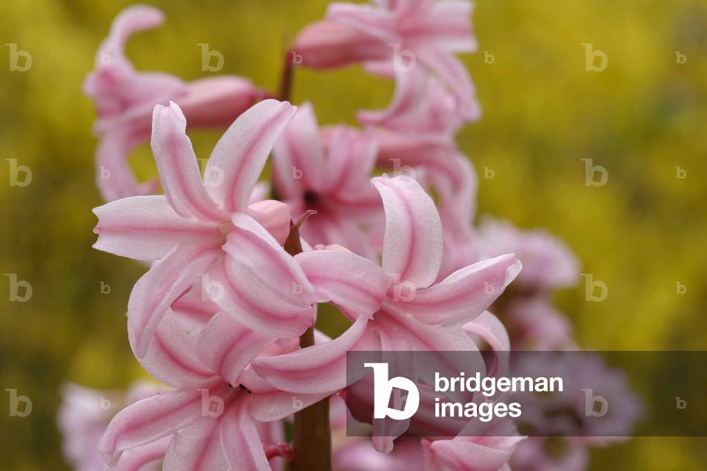 Hyacinthus orientalis, Italy