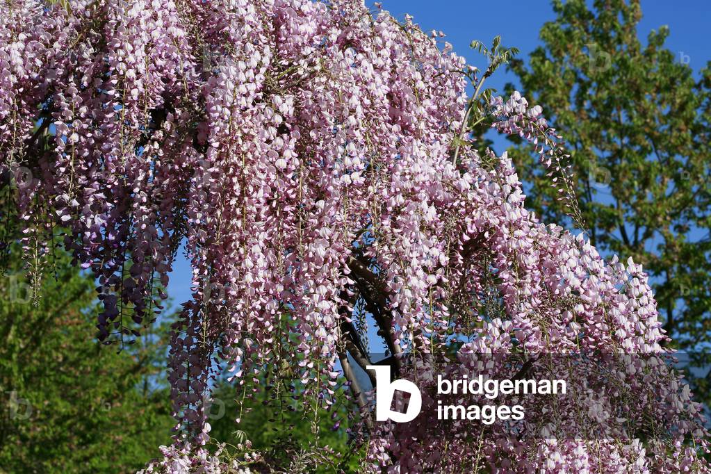 Image of Wisteria floribunda Rosea