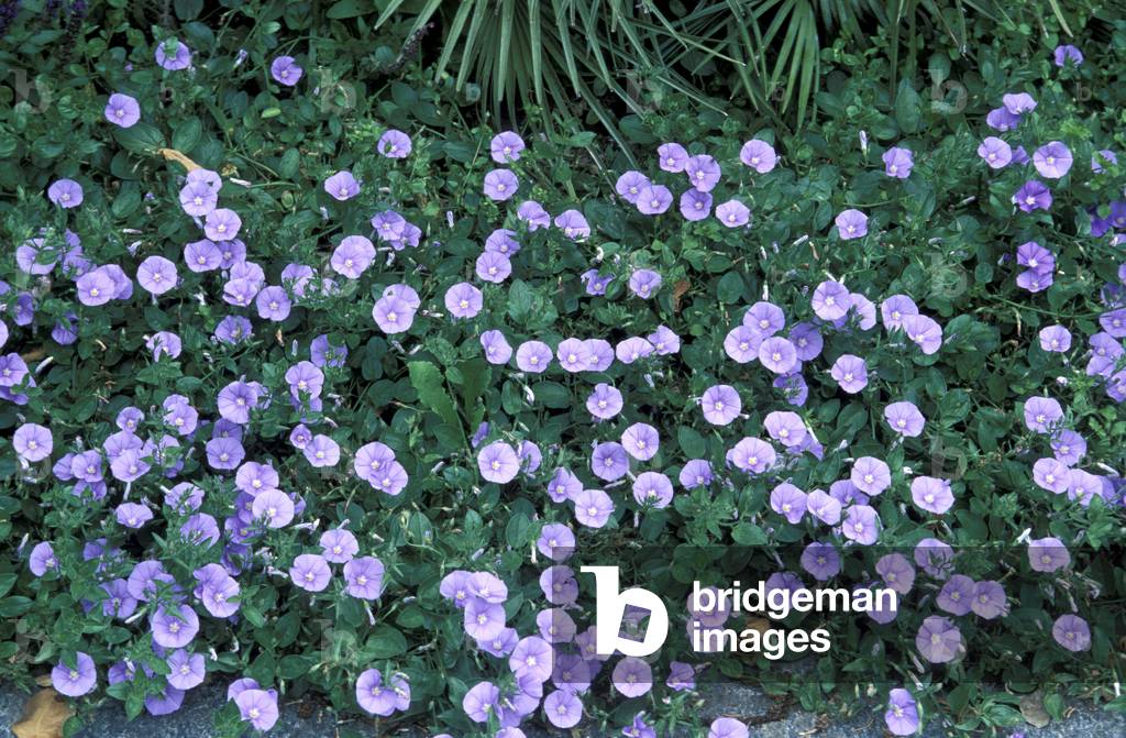 Convolvulus Sabatius