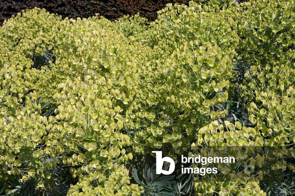 Euphorbia characias wulfenii