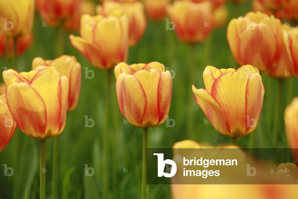 Darwin tulip “” Springfield”