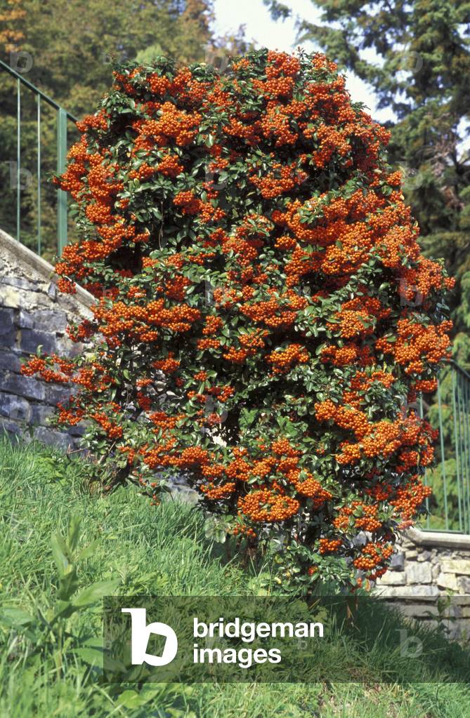 Pyracantha, Italy