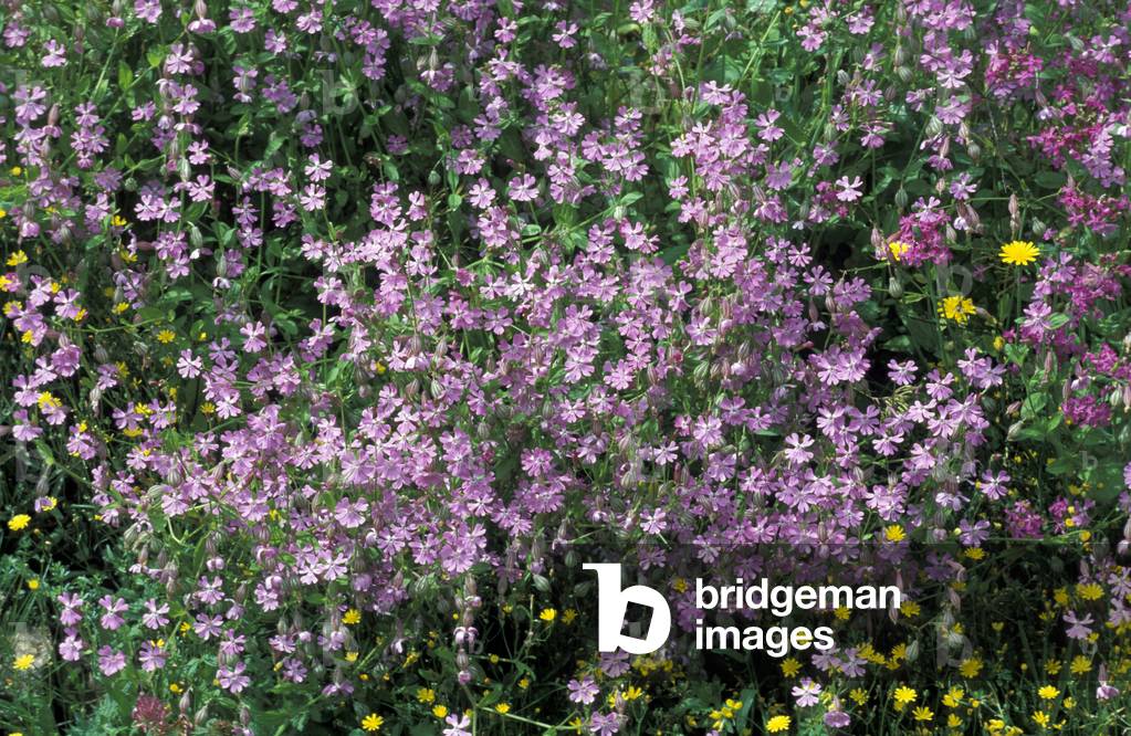 Silene sp.