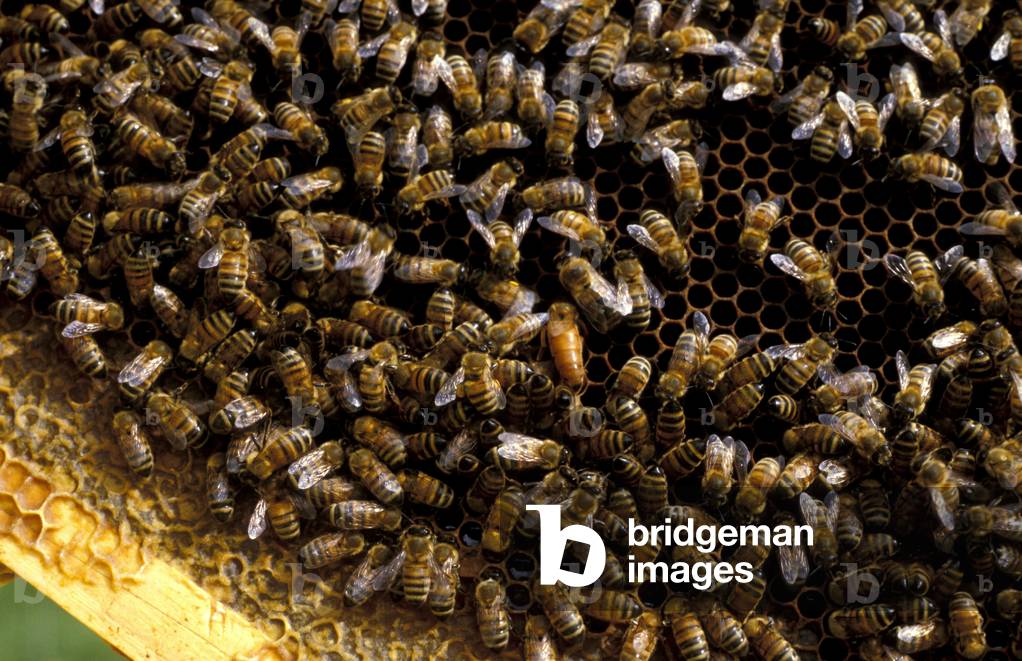 Bees, Italy
