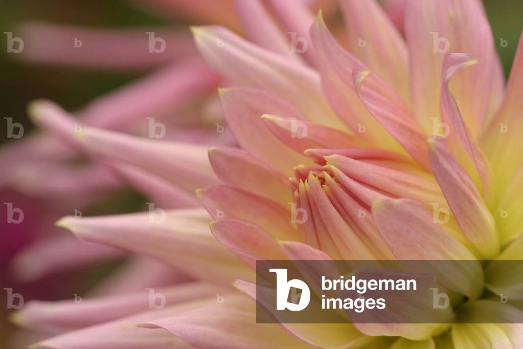 Dahlia “” Joan of Arc””