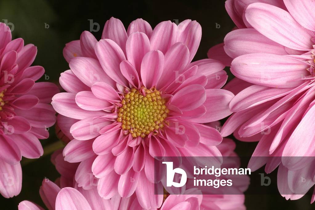 Chrysanthemum “Reagan Improved”