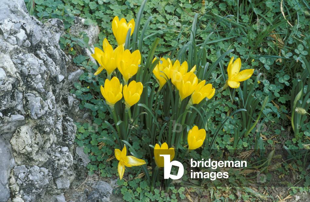 Sternbergia Lutea, South Italy, Italy