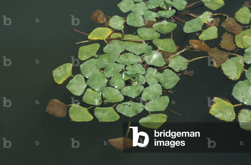 Trapa Natans, North Italy, Italy