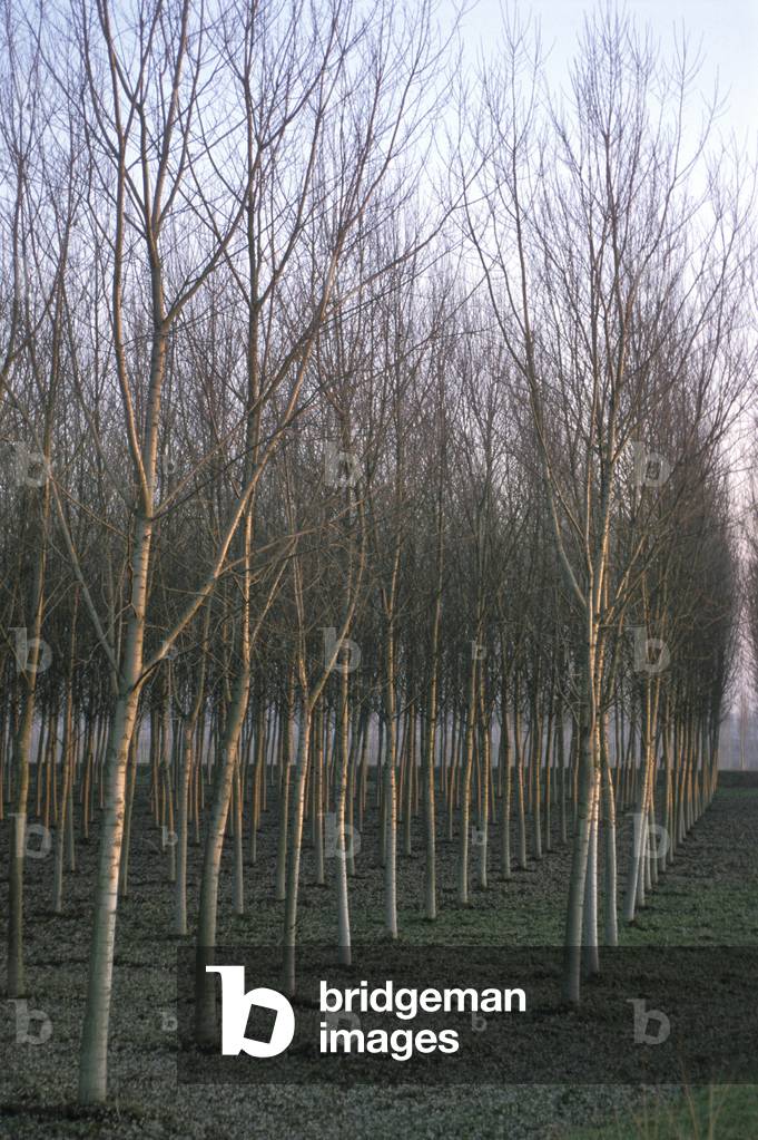 Rows of poplar trees, Cremona countryside, Lombardy, Italy