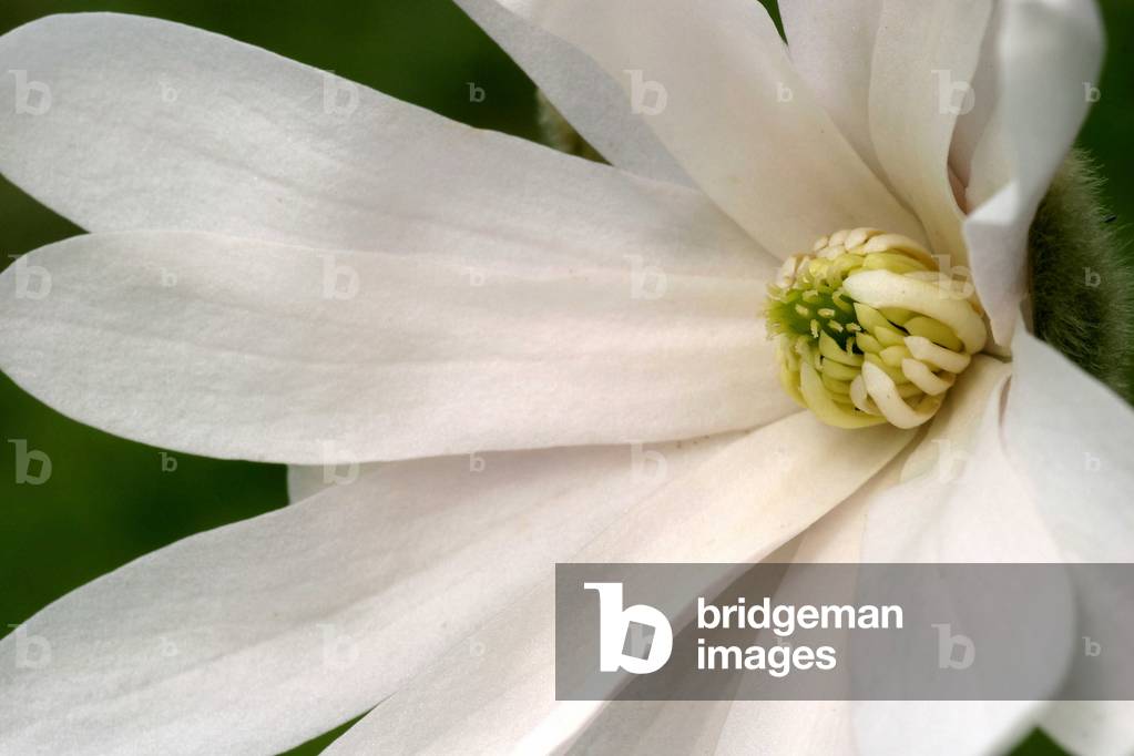 "Magnolia stellata"