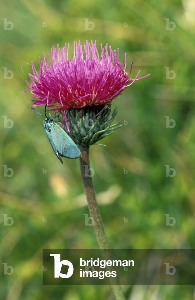 Cirsium Tuberosum