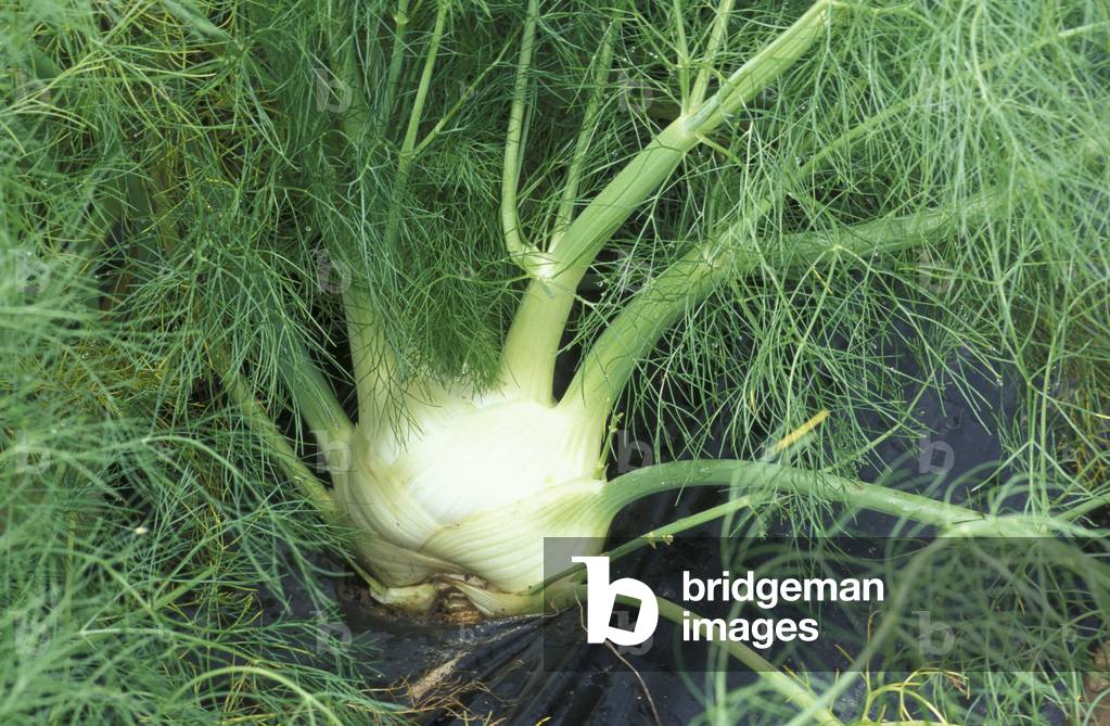 Foeniculum Vulgare, Fennel, Italy