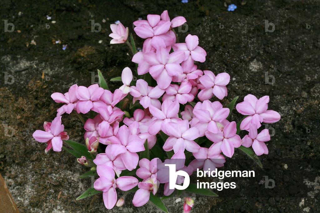 Rhodohypoxis baurii Stella