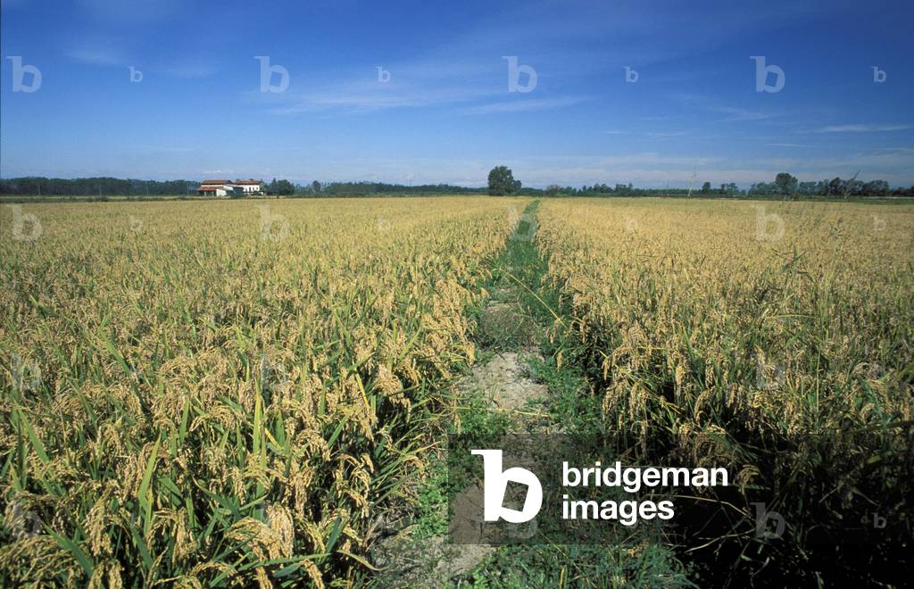 Fields of rice, North Italy, Italy