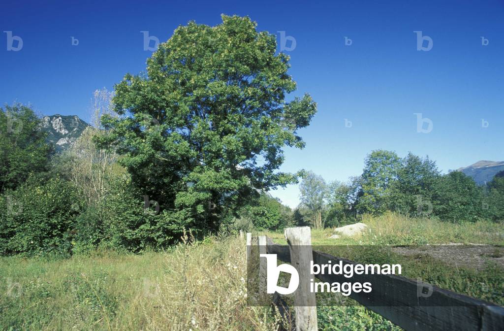 Fraxinus Excelsior, Ash, Italy