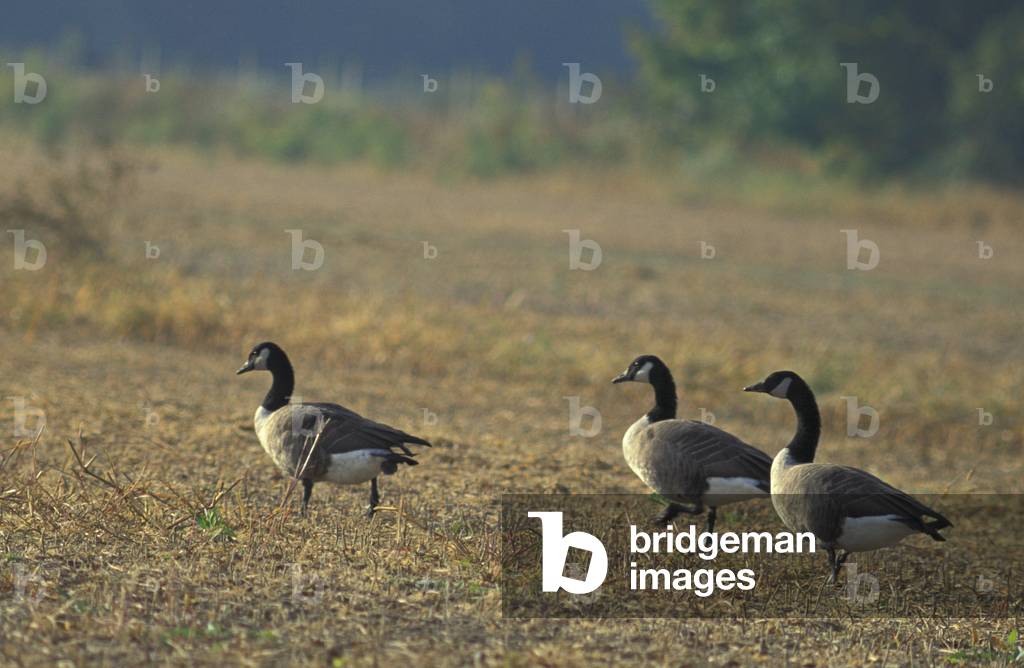 canada geese, bombay hook n.w.r., usa