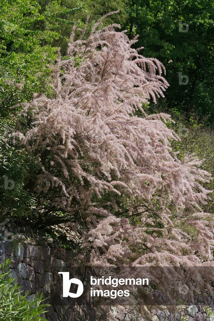 Tamarix Gallica