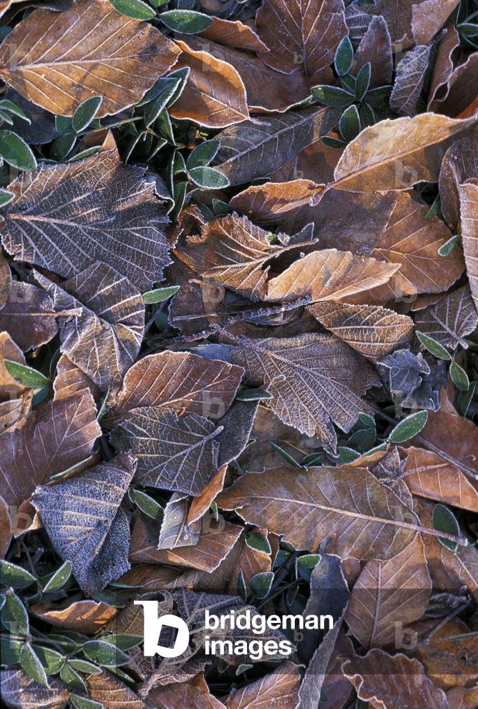 Frost on leaves, Italy