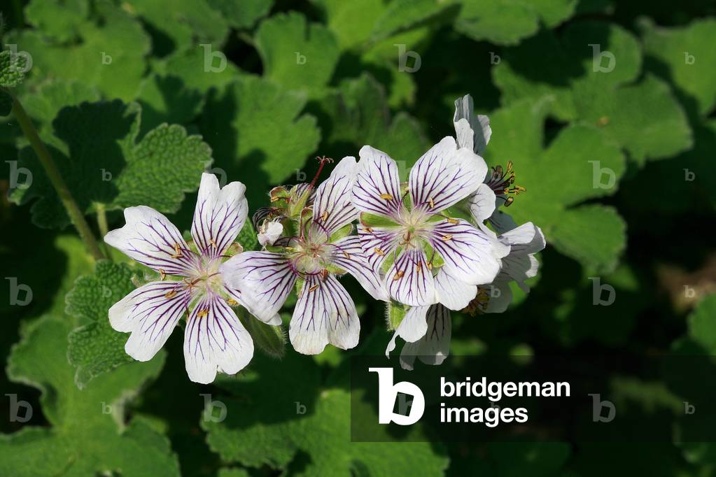 Geranium renhardii